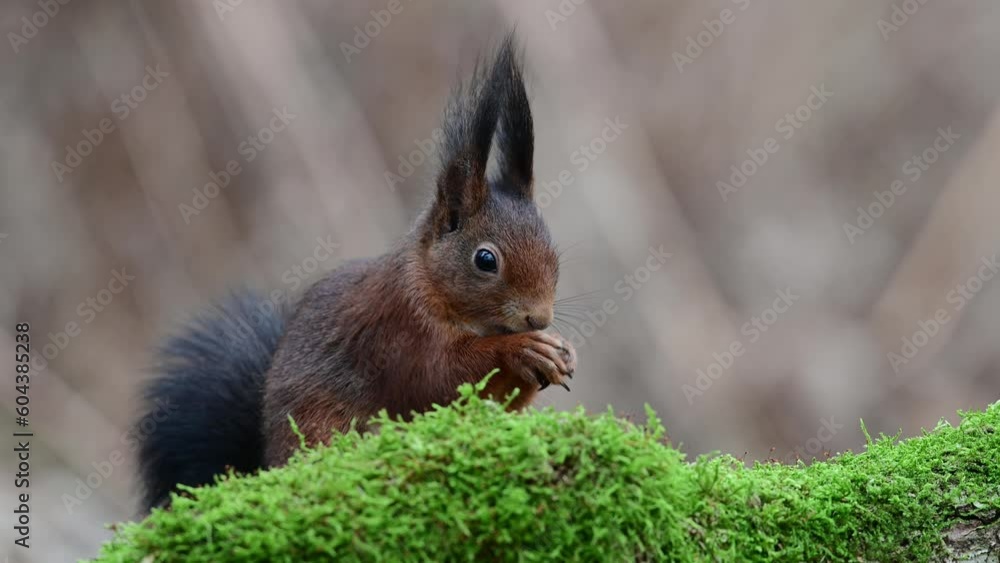 Red squirrel sits on dead wood overgrown with moss and eats hidden sunflower seeds, european red squirrel, january, north rhine westphalia, (sciurus vulgaris), germany Red squirrel sits on dead wood overgrown with moss and eats hidden sunflower seeds, european red squirrel, january, north rhine westphalia, (sciurus vulgaris), germany