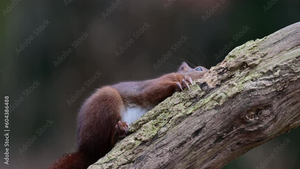 Red squirrel climbs on dead branch and eats hidden hazelnuts, european red squirrel, january, north rhine westphalia, (sciurus vulgaris), germany Red squirrel climbs on dead branch and eats hidden hazelnuts, european red squirrel, january, north rhine westphalia, (sciurus vulgaris), germany