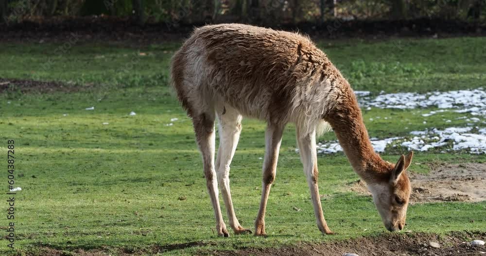 Vicunas, Vicugna Vicugna, relatives of the llama which live in the high alpine areas of the Andes Vicunas, Vicugna Vicugna, relatives of the llama which live in the high alpine areas of the Andes