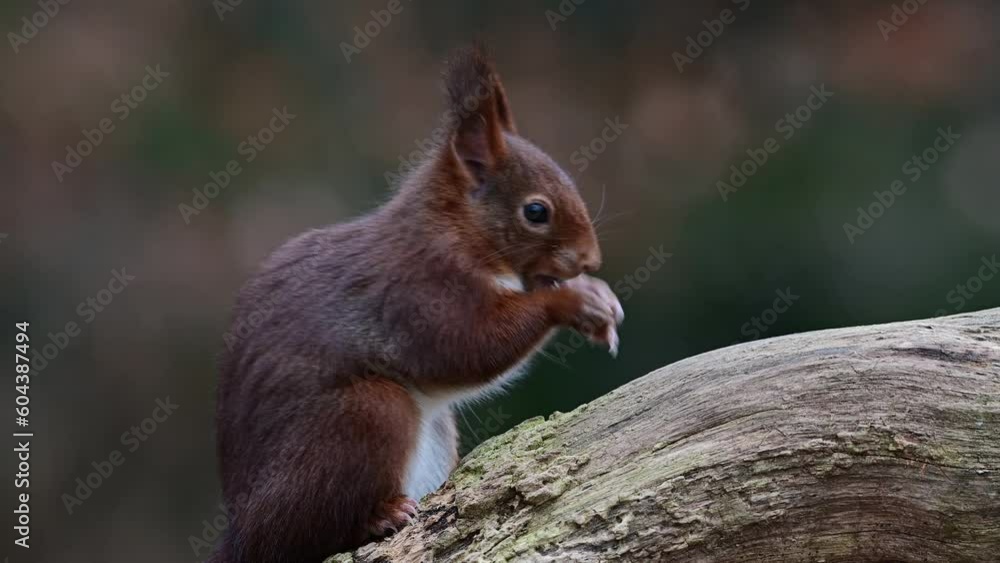 Red squirrel climbs on dead branch and eats hidden hazelnuts, european red squirrel, january, north rhine westphalia, (sciurus vulgaris), germany Red squirrel climbs on dead branch and eats hidden hazelnuts, european red squirrel, january, north rhine westphalia, (sciurus vulgaris), germany