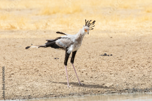 Secretarybird / Secretary Bird (Sagittarius serpentarius) Kgalagadi Transfrontier Park, Kalahari, Northern Cape, South Africa