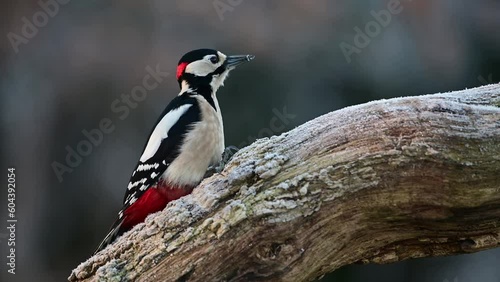 Great spotted woodpecker male sitting on a dead branch in frost and pecking on a hazelnut at a woodpecker forge, february, north rhine westphalia, (dendrocopos major), germany