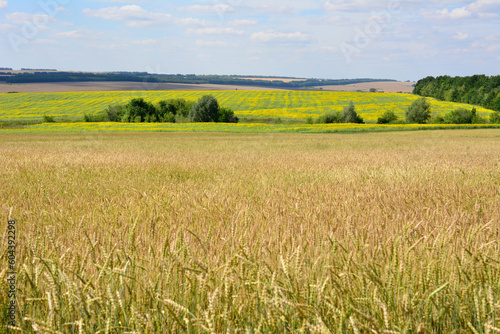 A field of yellow wheat with sunflower field and green trees on background 