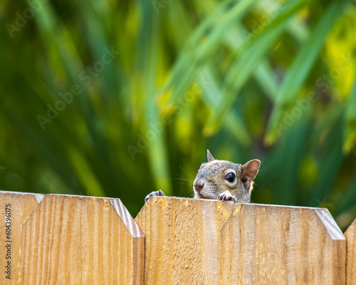Squirrel looking over the top of a wooden fence