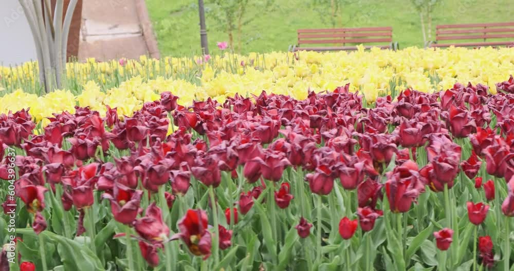Red and yellow tulips growing in flower bed in a city park. Smooth sliding motion. Red and yellow tulips growing in flower bed in a city park. Smooth sliding motion.