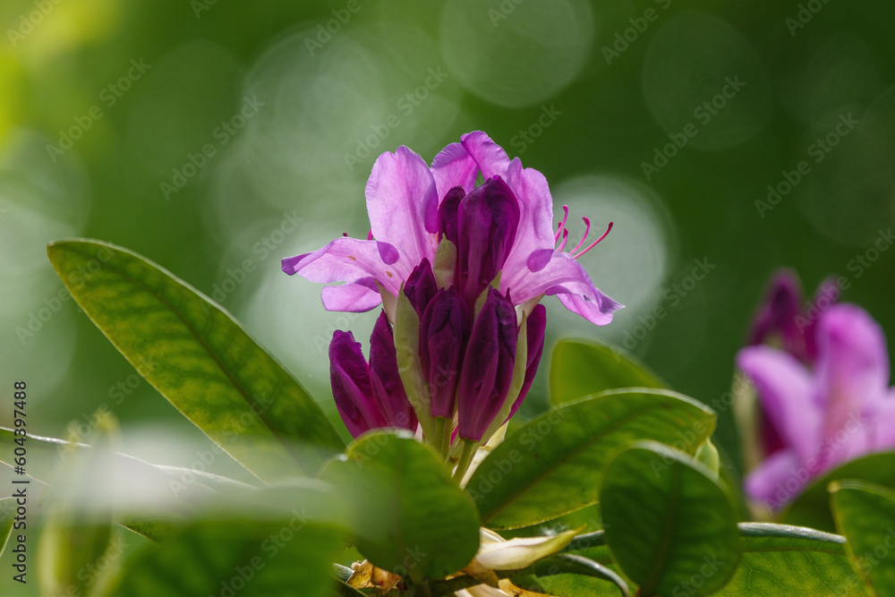 Im Mai blüht alles auf, Kleingarten, Azaleen Blüten Im Mai blüht alles auf, Kleingarten, Azaleen Blüten