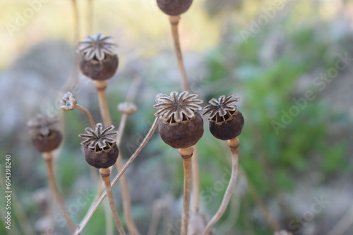Dry capsule of poppy (Papaver sp.)