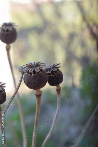 Dry capsule of poppy (Papaver sp.)