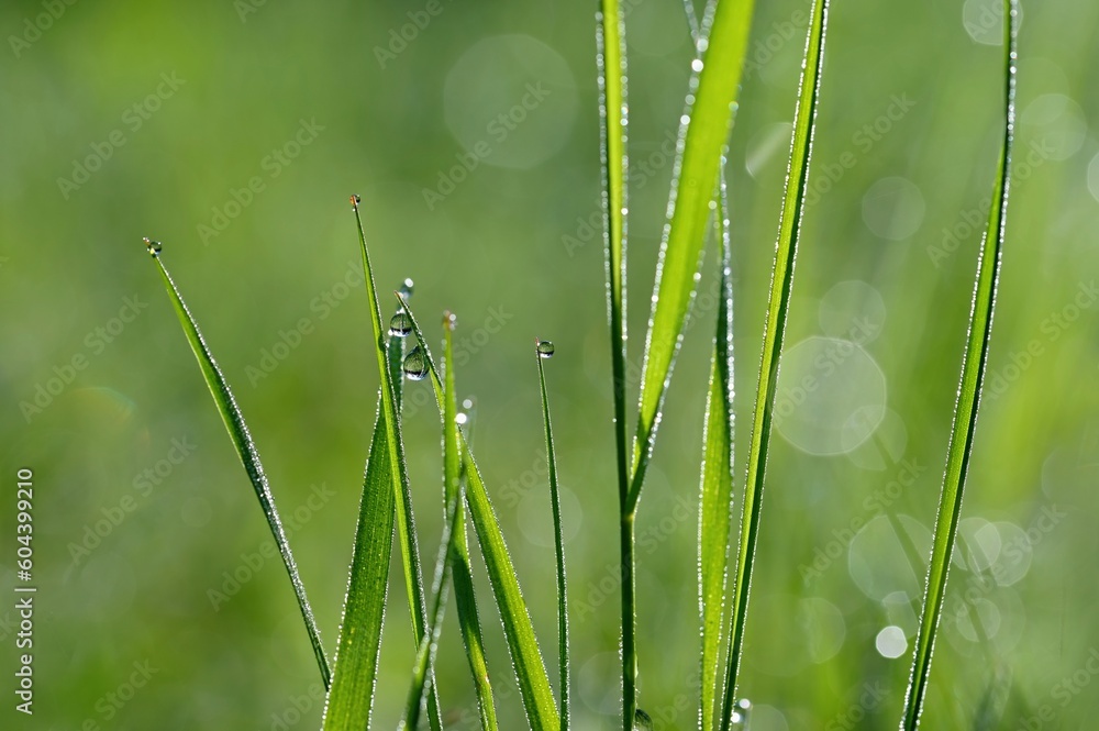 Obraz premium Green nature. Beautiful close up photo of nature. Green grass with dew drops. Colorful spring background with morning sun and natural green plants-ecology, fresh wallpaper.