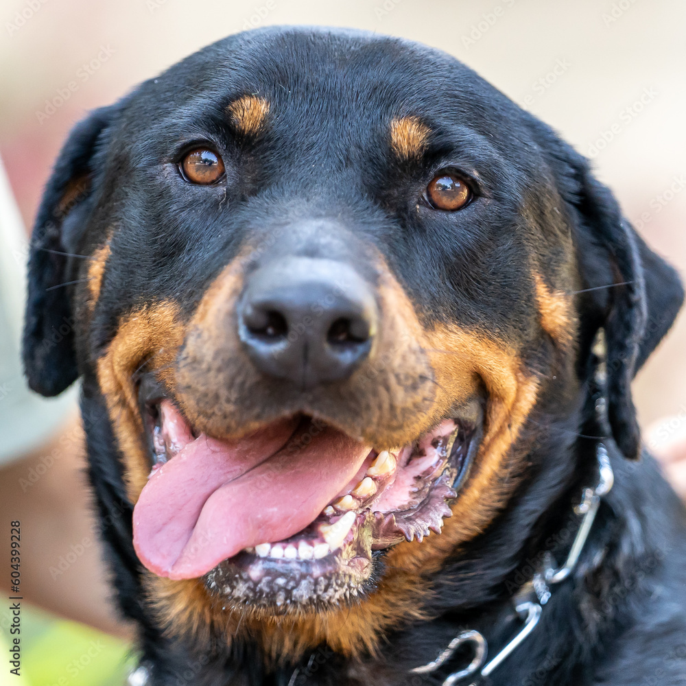 A portrait of a rottweiler looking straight at the camera