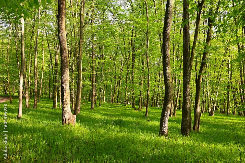 Beautiful green forest in springtime. Nature background with sun. Beautiful green forest in springtime. Nature background with sun.