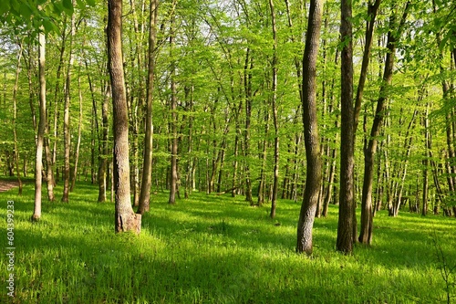 Beautiful green forest in springtime. Nature background with sun.