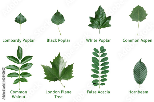 leaf, leaves, isolated, varieties, poplar, papulus, pyramidal poplar
