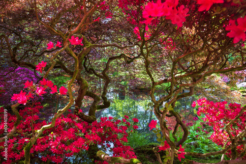Tree frame at Japanese Garden in Clingendael Park, Den Haag, Netherlands (ID: 604401899)