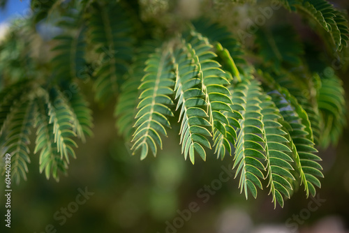 Mostly blurred green leaves background. Summer nature wallpaper.