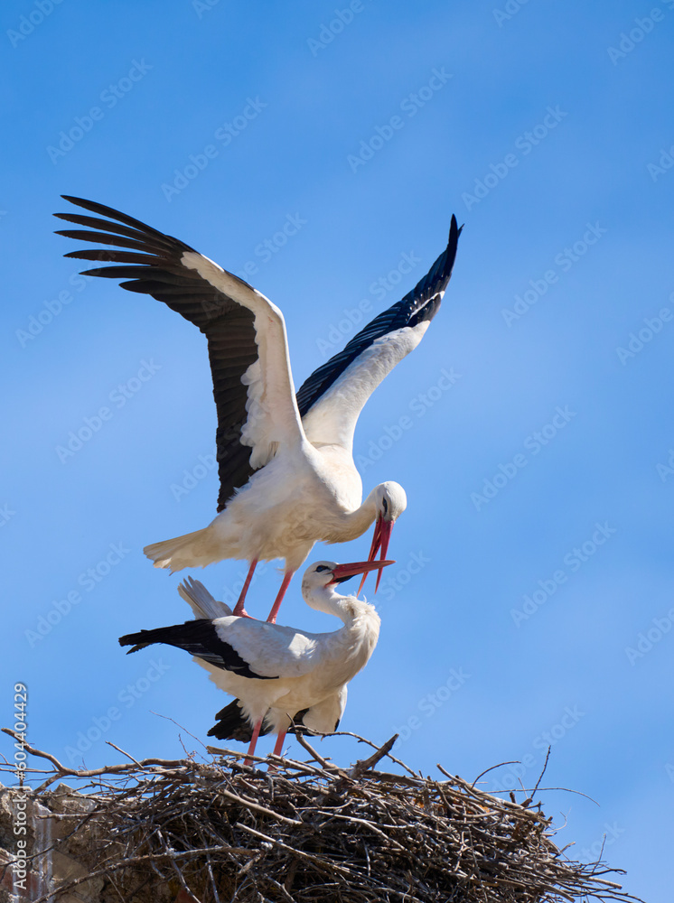 white storks, ciconia ciconia, nesting in a storks colony in Andalusia near Jerez de la Frontera, Spain white storks, ciconia ciconia, nesting in a storks colony in Andalusia near Jerez de la Frontera, Spain