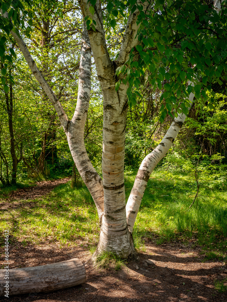 Fototapeta premium Unusual Birch tree in a public park Boise Idaho
