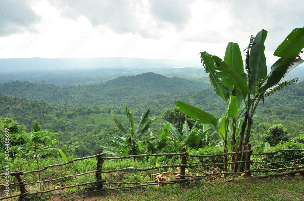 Asian banana tree in tropical forest with mountain and hill in background in day and panoramic view