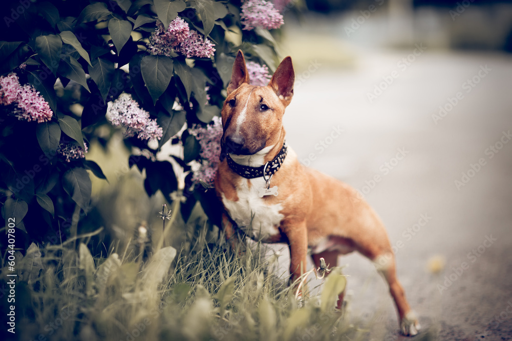 Ginger puppy miniature bull terriers is standing next to a lilac bush.