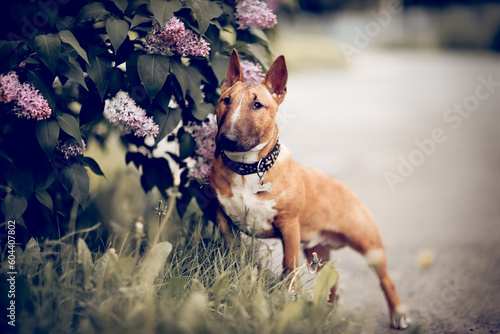 Foto Ginger puppy miniature bull terriers is standing next to a lilac bush