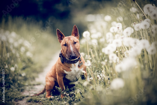 Tela Ginger puppy miniature bull terriers sitting next to a lilac bush