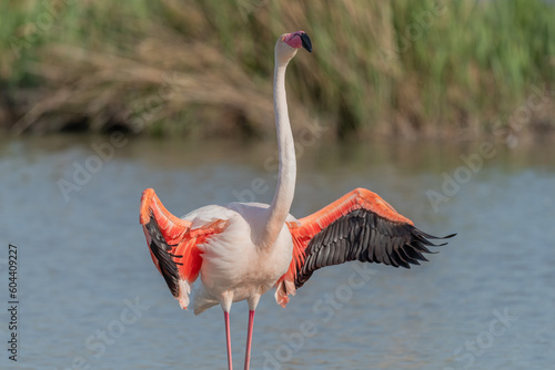 Greater Flamingo in courtship  Phoenicopterus roseus  in a swamp in spring.