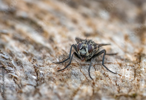 Stable fly portrait