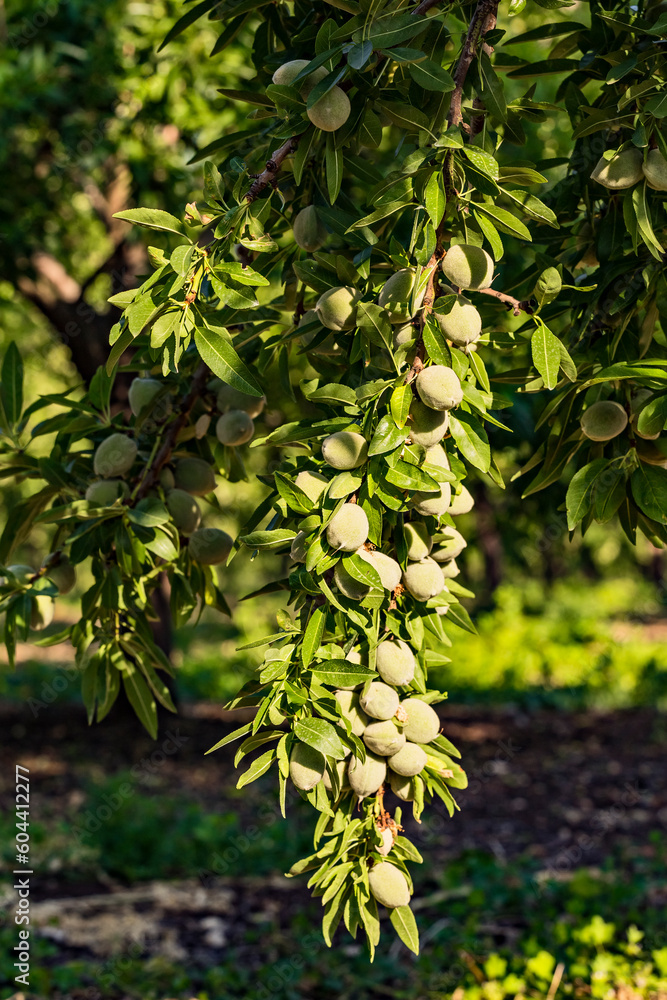 Closeup of beautiful Young almond fruit on almond tree in an almond garden orchard in a kibbutz in Northern Israel, Galilee in spring Closeup of beautiful Young almond fruit on almond tree in an almond garden orchard in a kibbutz in Northern Israel, Galilee in spring