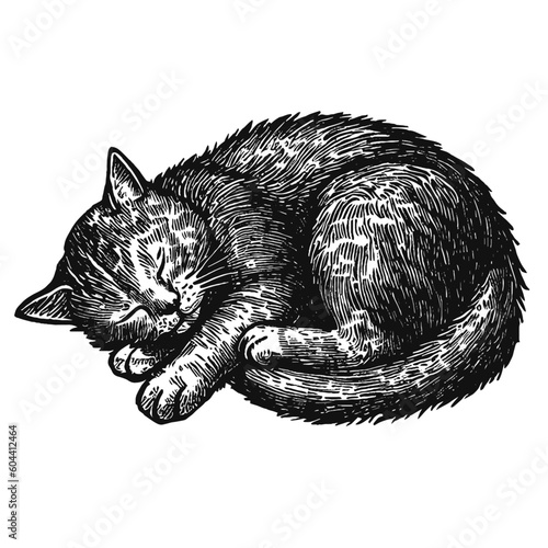 cute sleeping cat vector vintage sketch