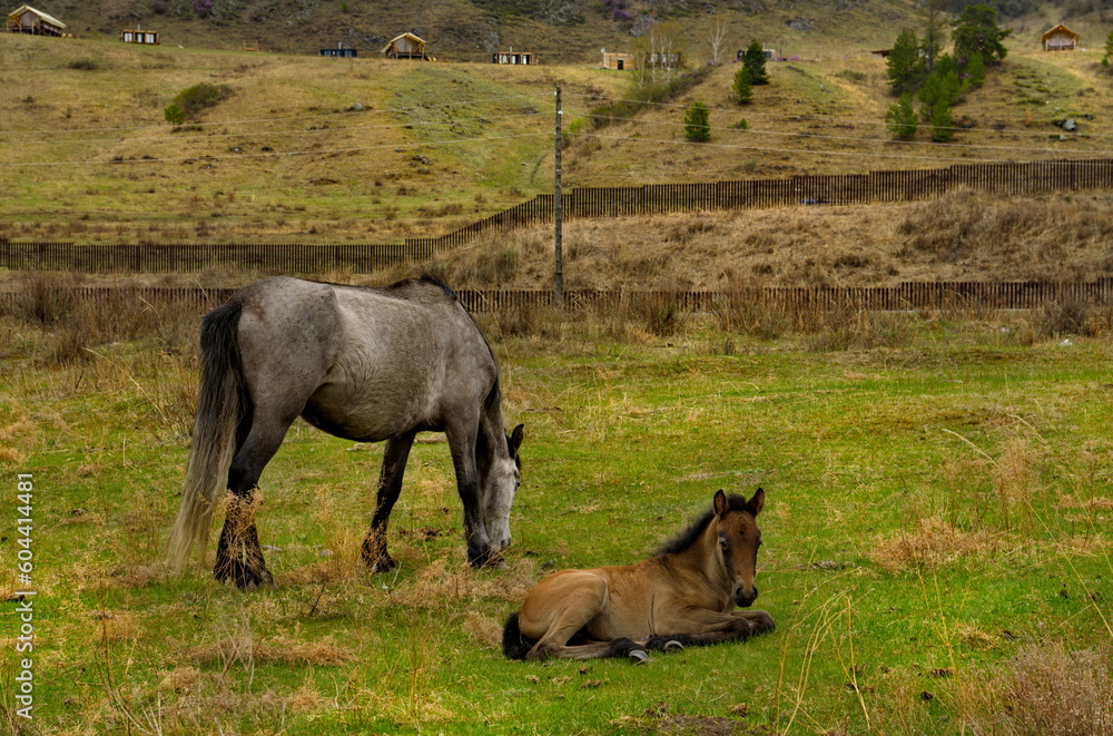 Russia. South of Western Siberia, Mountain Altai. A small herd of horses graze peacefully on a spring mountain pasture along the Chui tract. Russia. South of Western Siberia, Mountain Altai. A small herd of horses graze peacefully on a spring mountain pasture along the Chui tract.