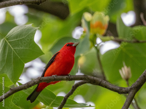 Scarlet Tanager Perching