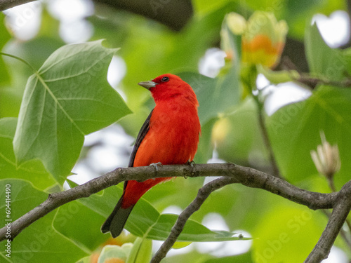 Scarlet Tanager Perching