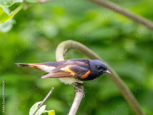 American Redstart Perched