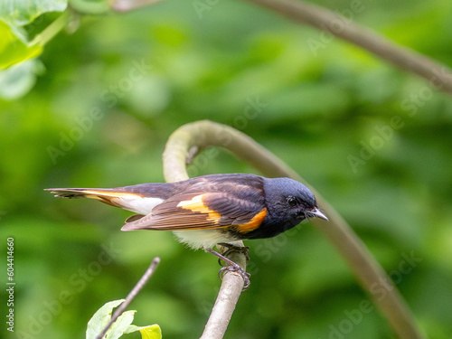 American Redstart