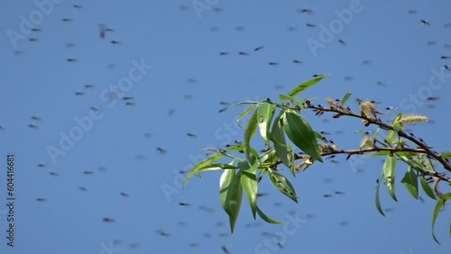 A swarm of nonbiting midges against a blue sky and willow branches. Spring breeding season for mosquitoes. photo
