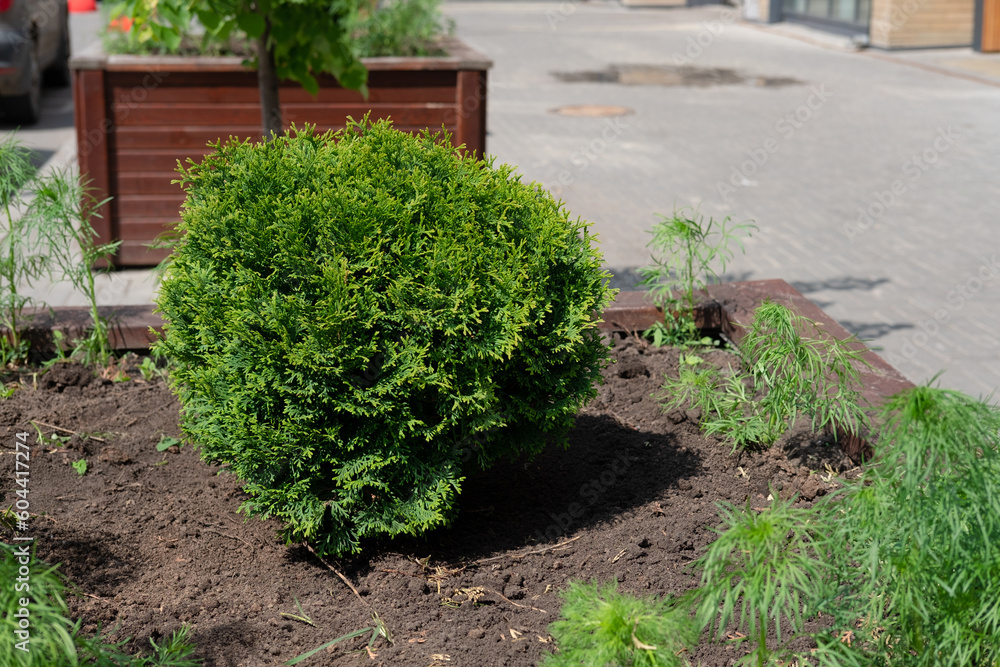 Globular thuja western Danica in summer on a wooden flower bed Globular thuja western Danica in summer on a wooden flower bed