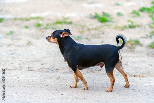 Toy Terrier staring ahead on the road
