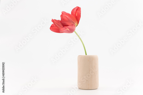 immagine in primo piano di tulipano sfiorito in un vaso in legno su superficie bianca