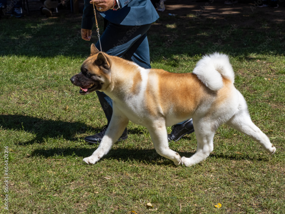 American Akita walking next its owner with leash