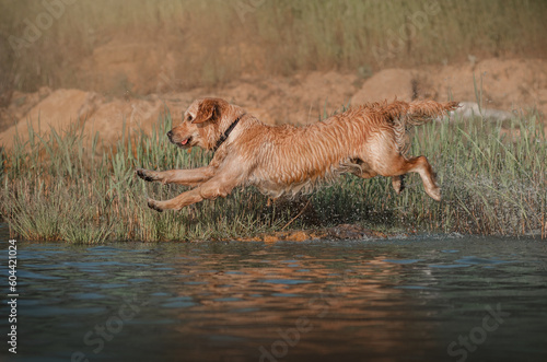 golden retriever dog running on water summer walk near the river