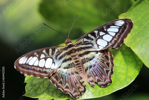 Mariposa con las alas marrones y blancas extendidas sobre una hoja verde photo