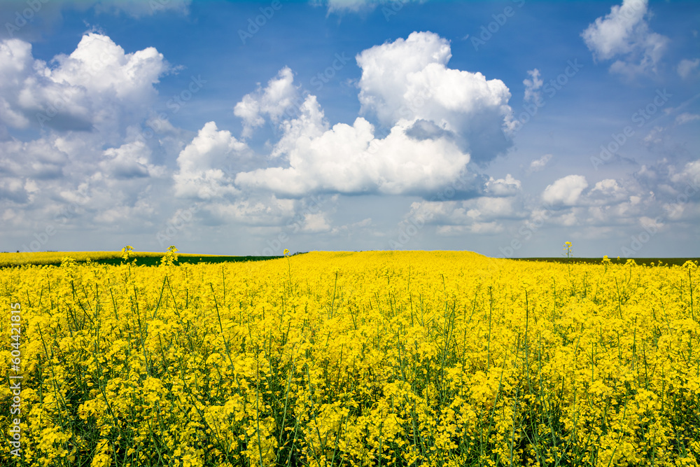 Obraz premium widok na kwitnące pole rzepaku