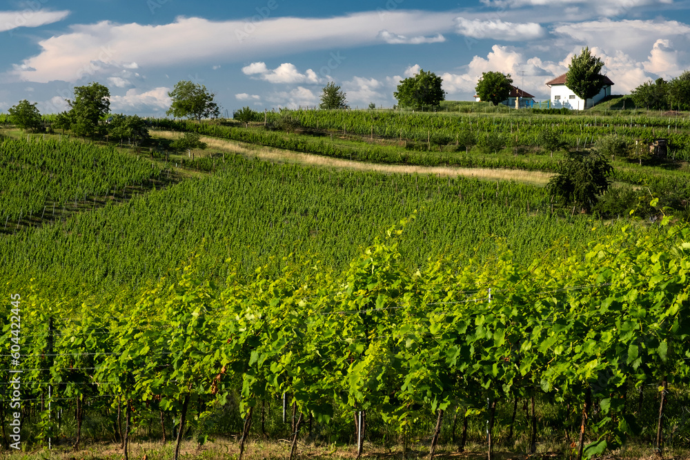 Rolling hills of Czech Republic vineyards in the Morava wine region