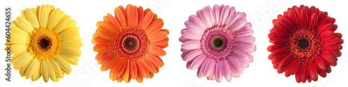 Set of Colorful Gerbera Daisy Heads, Isolated cutout with transparent PNG background. Yellow, Orange, Pink, Red flowers collection. Generative AI. photo