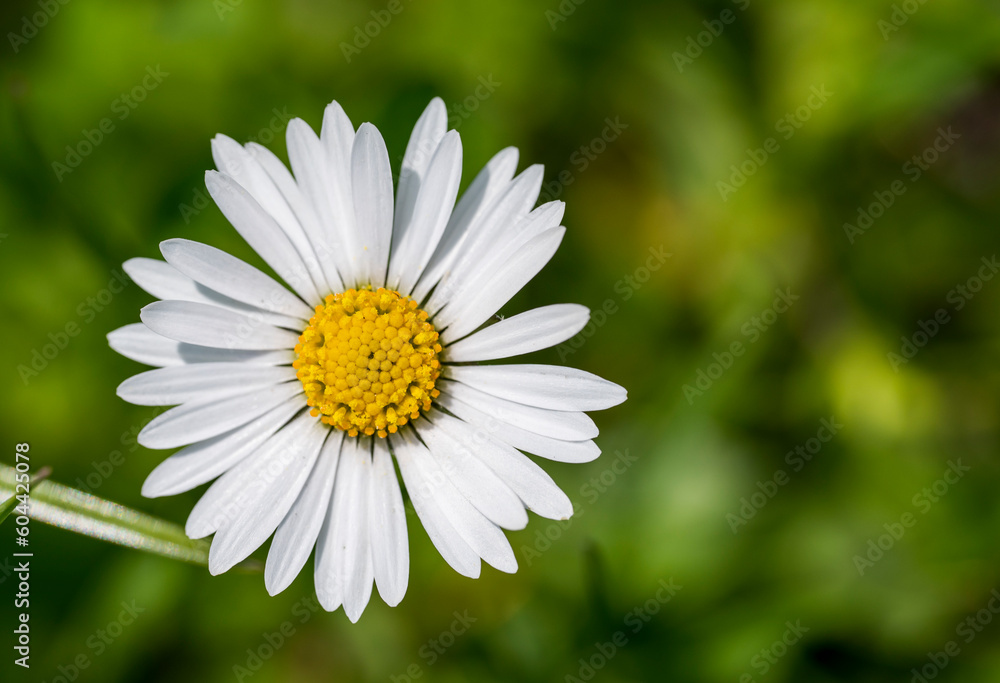 Detail of the white and yellow flower of Bellis perennis