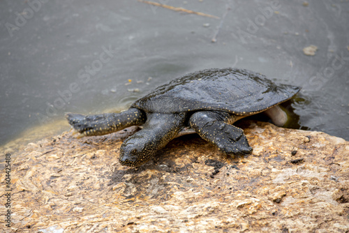 Nile Softshell Turtle (Trionyx triunguis). Big Terrapin. photo