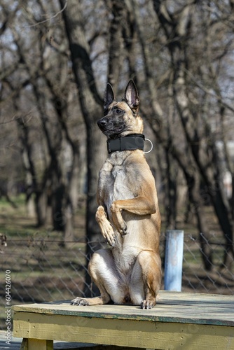 Dog Show. A Belgian Malinois dog
