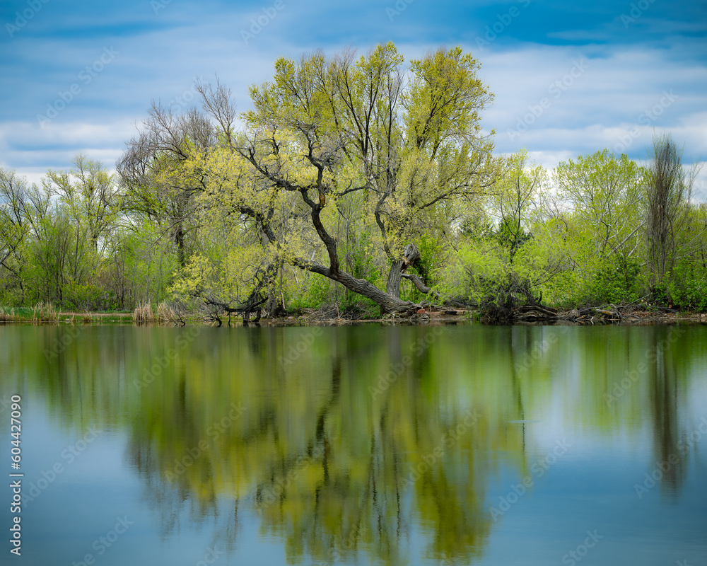 The reflection of a tree with green leaves on the calm mirror-like surface of a lake with clouds or purple mountains in the background The reflection of a tree with green leaves on the calm mirror-like surface of a lake with clouds or purple mountains in the background