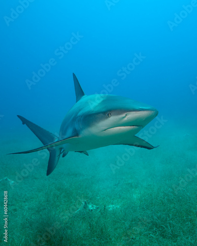 Silky shark  Carcharhinus falciformis  in Jardines de la Reyna  Cuban Caribbean. An improved edit.