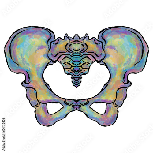 Female pelvic bone. Color texture. Element for design